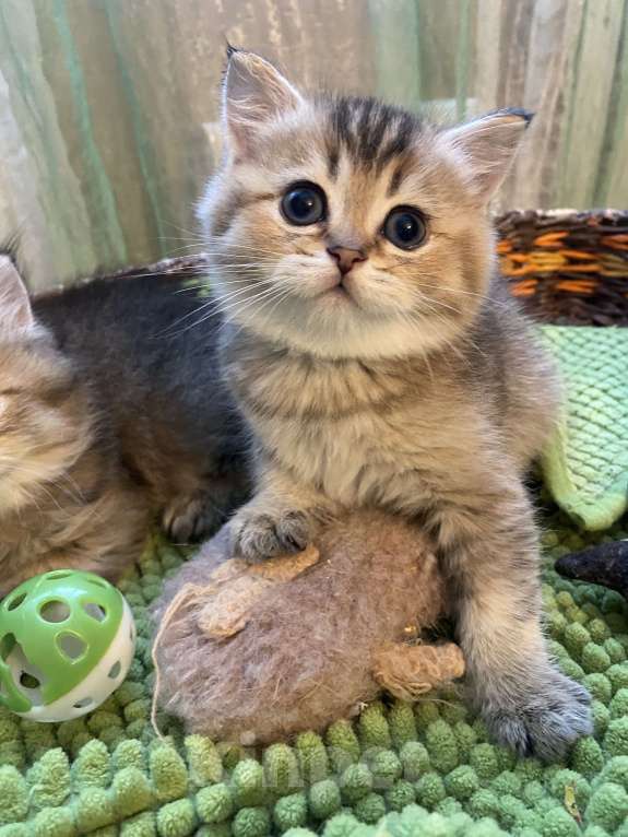 Кошки в Москве: Два брата Мальчик, 30 000 руб. - фото 2