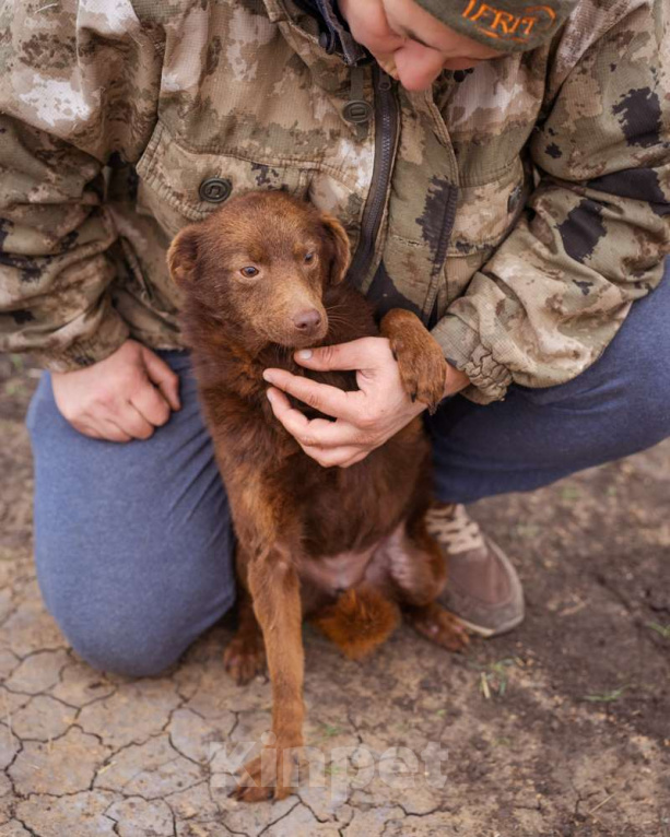 Собаки в Москве: Маленькая собачка ищет дом Девочка, Бесплатно - фото 3