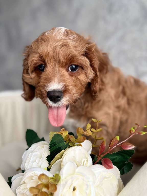 Собаки в Москве: Кавапу щенок Мальчик, Бесплатно - фото 3