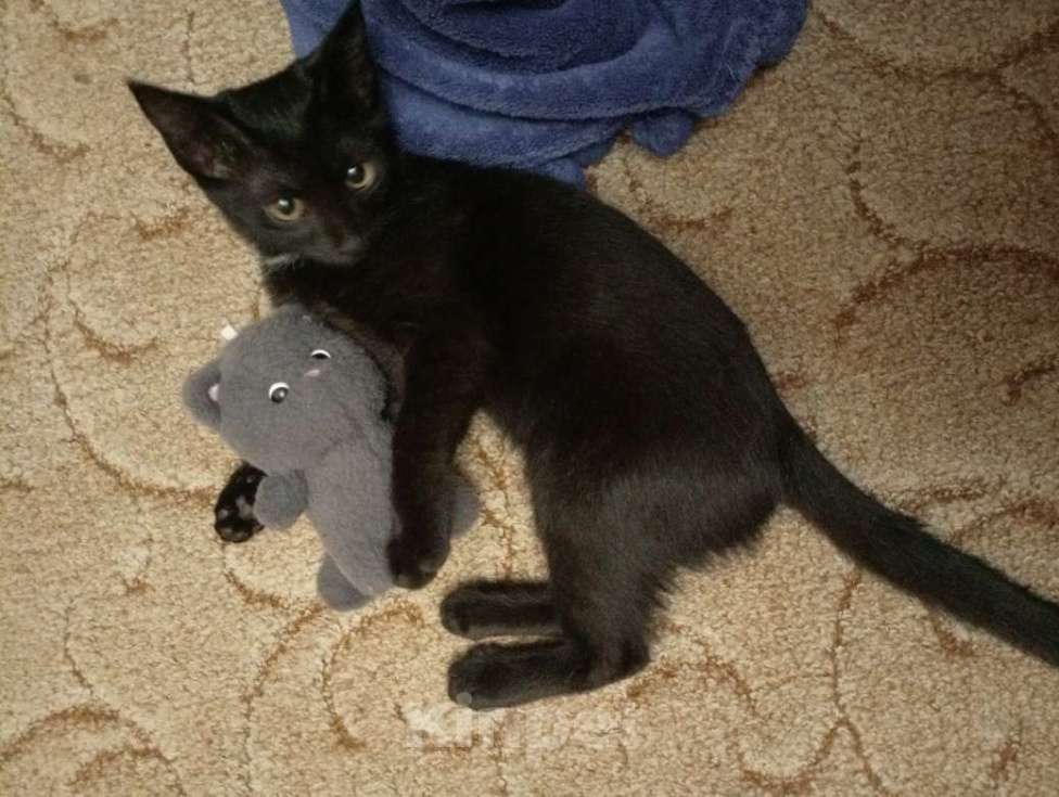 Кошки в Москве: Бабайка ищет семью Девочка, Бесплатно - фото 1