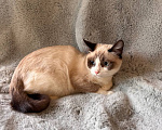 Кошки в Москве: Котёнок ищет семью Девочка, Бесплатно - фото 3