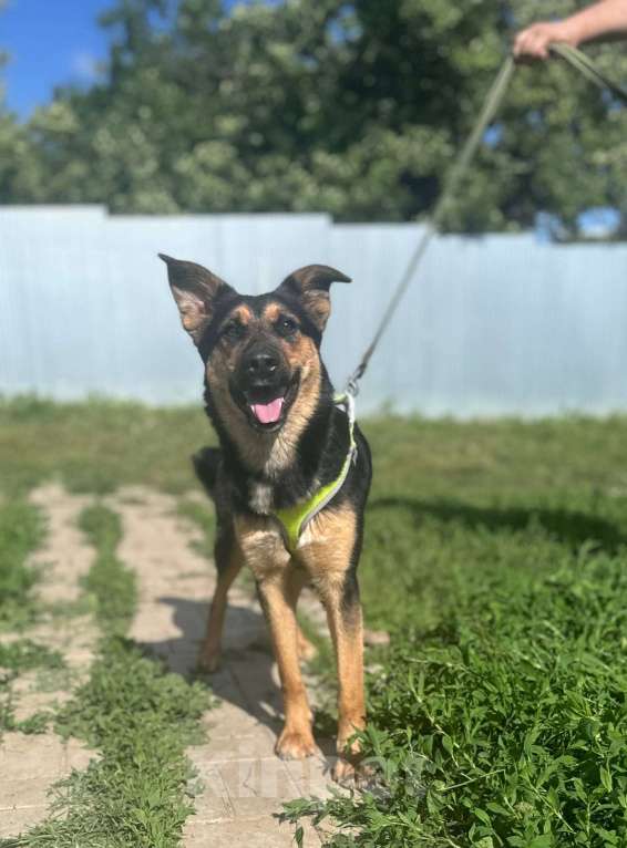 Собаки в Москве: Просто очень хорошая девочка в добрые руки Девочка, Бесплатно - фото 5