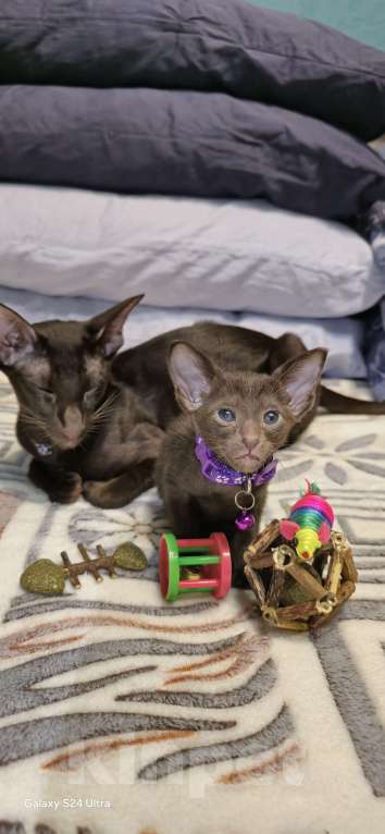 Кошки в Москве: Мальчик с фиолетовым ошейником) Мальчик, 50 000 руб. - фото 2