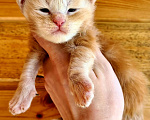 Кошки в Санкт-Петербурге: Котята мейн кун для резервирования  Мальчик, 15 000 руб. - фото 4