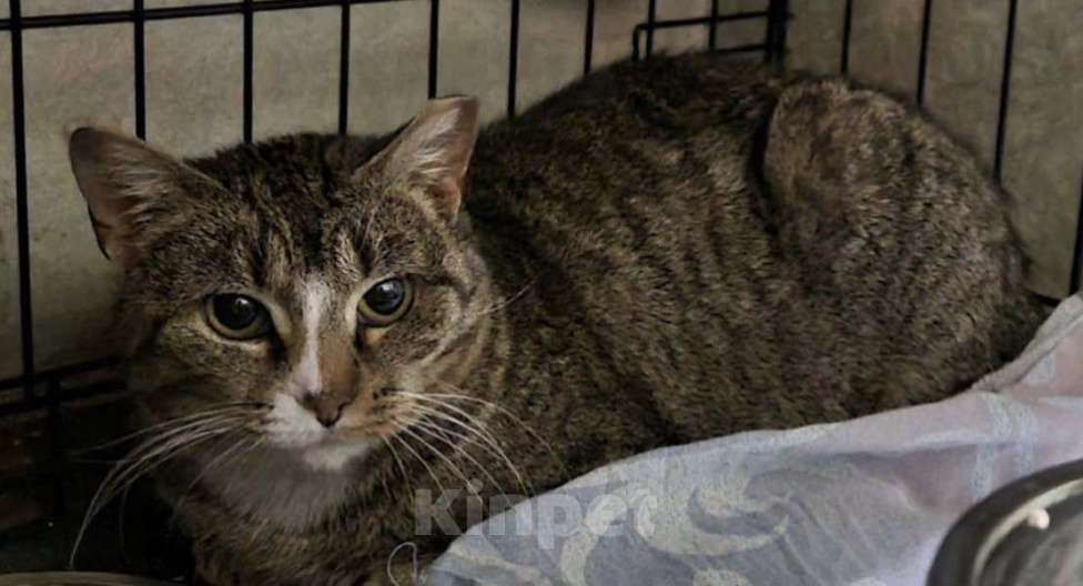 Кошки в Санкт-Петербурге: Грэйс Принцесса Монако Девочка, Бесплатно - фото 3