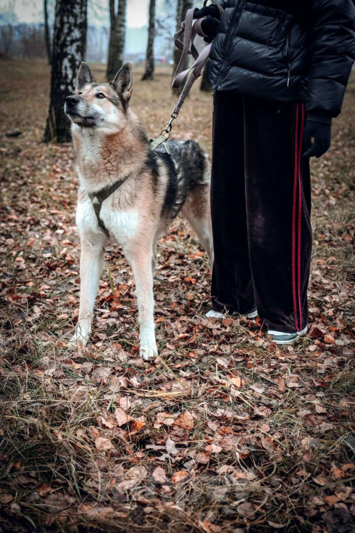 Собаки в Москве: Виби Девочка, Бесплатно - фото 3
