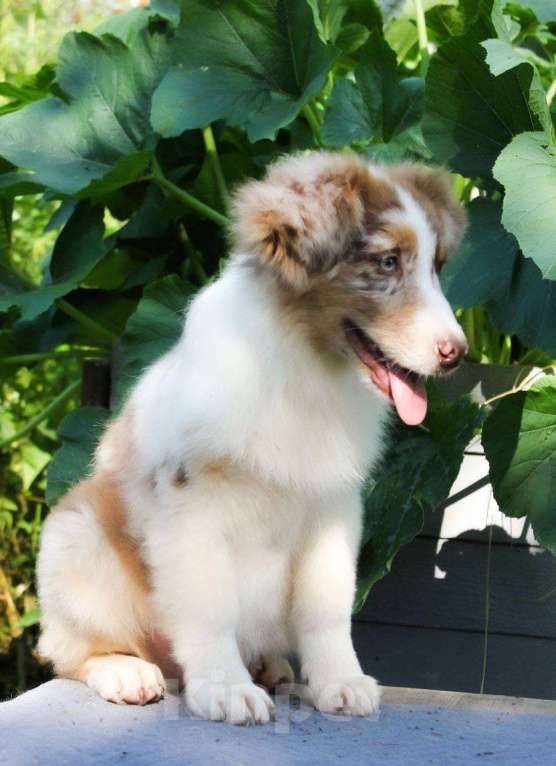 Собаки в Москве: Щенки Австралийской овчарки Мальчик, 65 000 руб. - фото 4