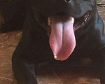 Собаки в Сергиеве Посаде: Стаффордширский Бультерьер, 1 руб. - фото 2