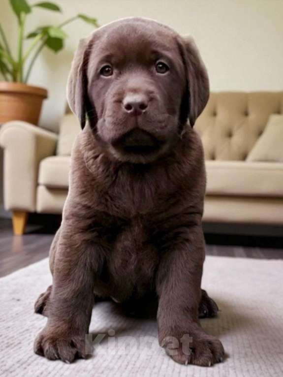 Собаки в Москве: Обворожительный шоколадный щенок лабррадора Девочка, 150 000 руб. - фото 3