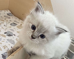 Кошки в Твери: Невский маскарадный котенок Девочка, Бесплатно - фото 4