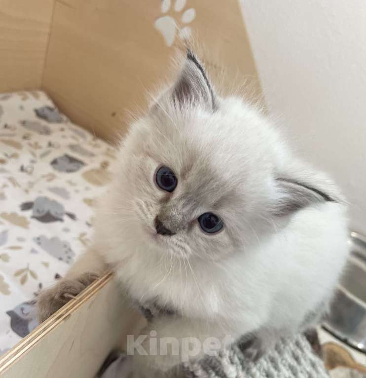 Кошки в Твери: Невский маскарадный котенок Девочка, Бесплатно - фото 4