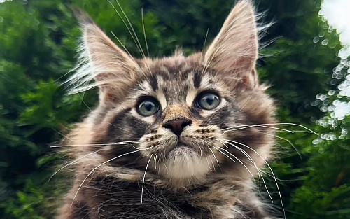 Котенок мейн кун