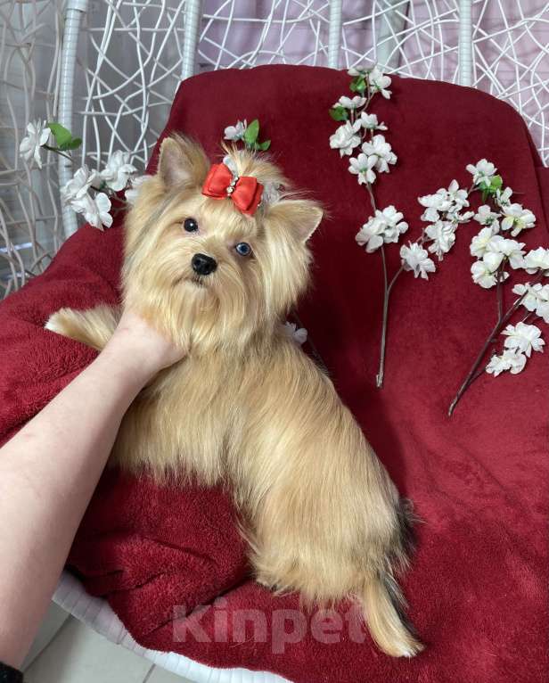 Собаки в Москве: Подрощенный йорк девочка мини голубоглазая Девочка, 100 000 руб. - фото 4