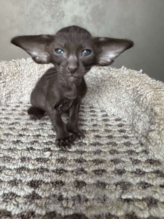 Кошки в Москве: Предлагается к бронированию  Девочка, Бесплатно - фото 1