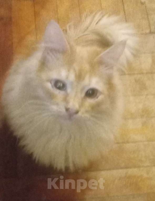 Кошки в Москве: Сибирский котик окраса красное серебро Мальчик, Бесплатно - фото 5