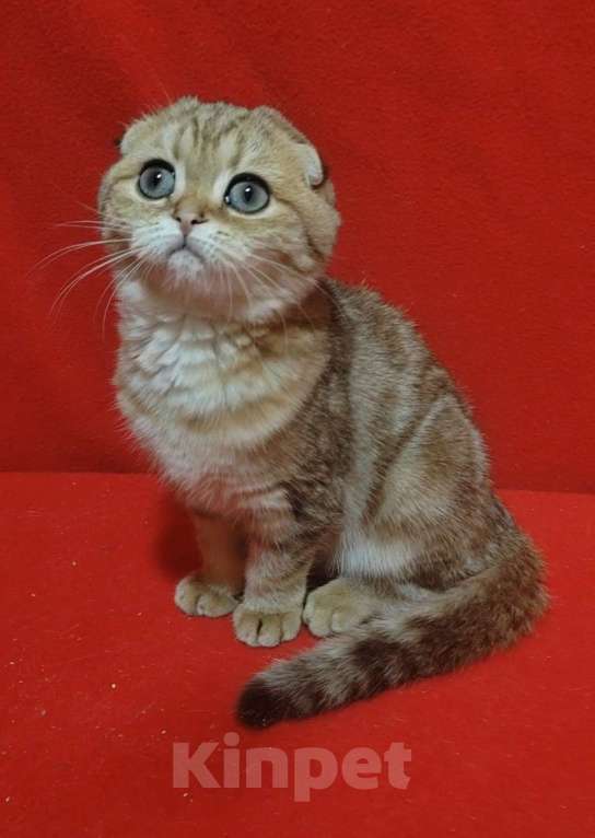 Кошки в Москве: Золотая мраморная кошечка Девочка, 10 000 руб. - фото 1