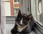 Кошки в Москве: Котенок Сэм ищет дом Мальчик, Бесплатно - фото 1