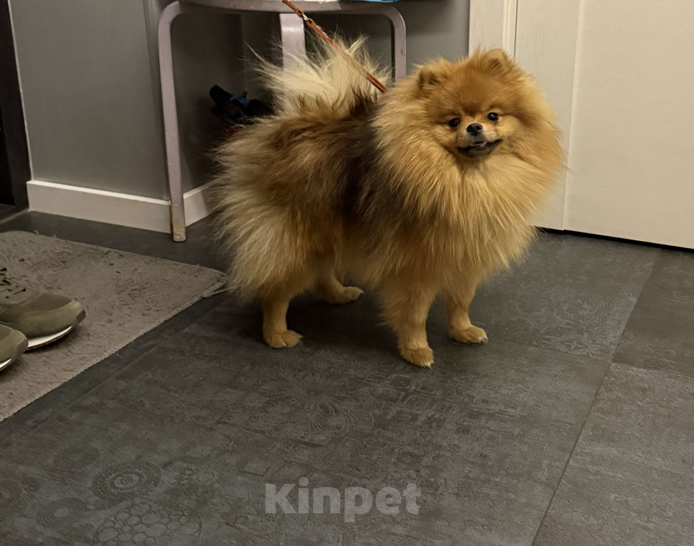 Собаки в Новосибирске: Померанский шпиц девочка  Девочка, 85 000 руб. - фото 2