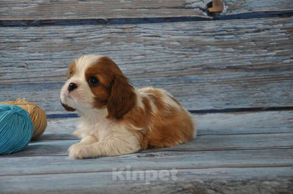 Собаки в Москве: Кавалер кинг чарльз спаниель Мальчик, 120 000 руб. - фото 1