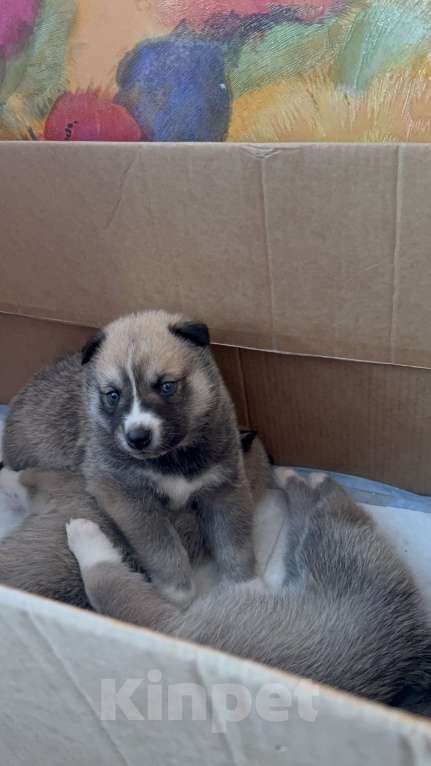 Собаки в других городах Свердловской области: Осторожик Мальчик, Бесплатно - фото 3