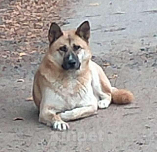 Собаки в других городах Московской области: Найдена сука американской акиты в Никольском Девочка, Бесплатно - фото 3