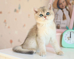 Кошки в Новосибирске: Котята золотая шиншилла  Мальчик, 90 000 руб. - фото 4