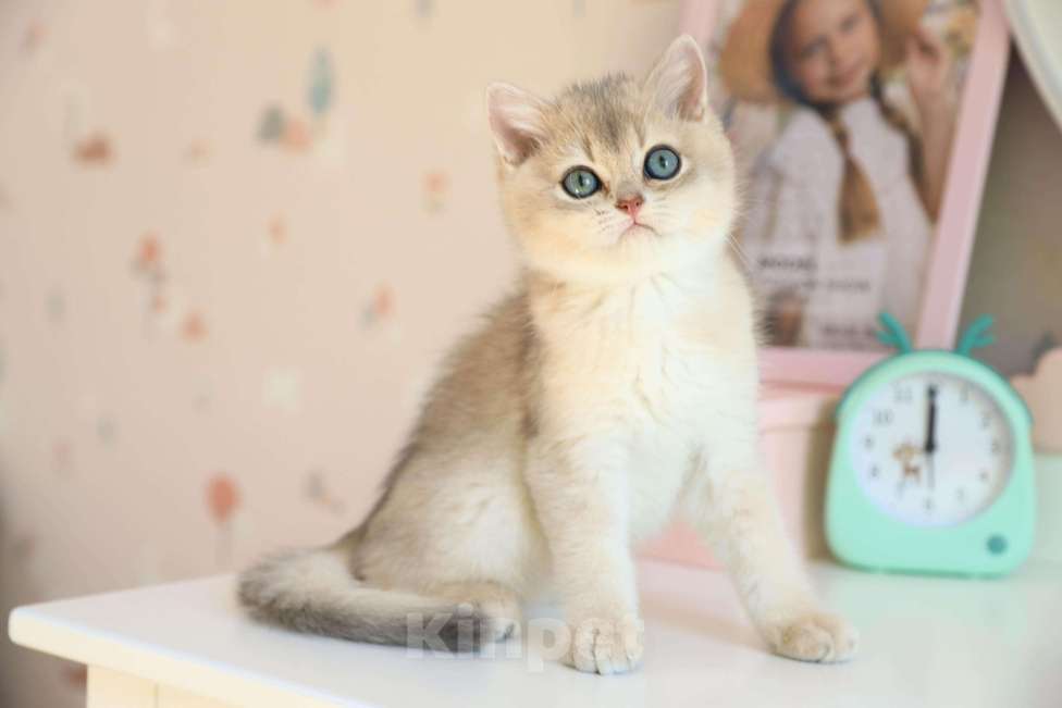 Кошки в Новосибирске: Котята золотая шиншилла  Мальчик, 90 000 руб. - фото 4