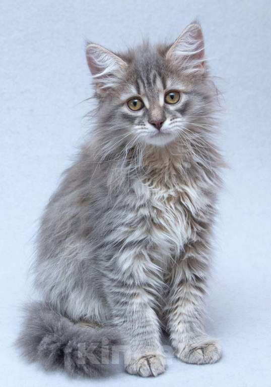 Кошки в Москве: Три пушистых котёнка в добрые руки Девочка, Бесплатно - фото 8