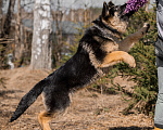 Собаки в других городах Московской области: Щенок немецкой овчарки рабочего разведения Девочка, 80 000 руб. - фото 4