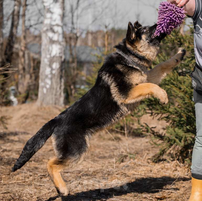 Собаки в других городах Московской области: Щенок немецкой овчарки рабочего разведения Девочка, 80 000 руб. - фото 4