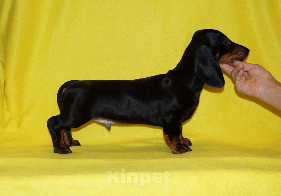 Собаки в Иваново: Такса стандартная г-ш. РКФ Мальчик, Бесплатно - фото 7