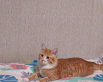 Кошки в Красноярске: Отдам подкидыша в добрые руки! Мальчик, Бесплатно - фото 4