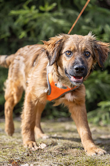 Ищем Рэму новый дом