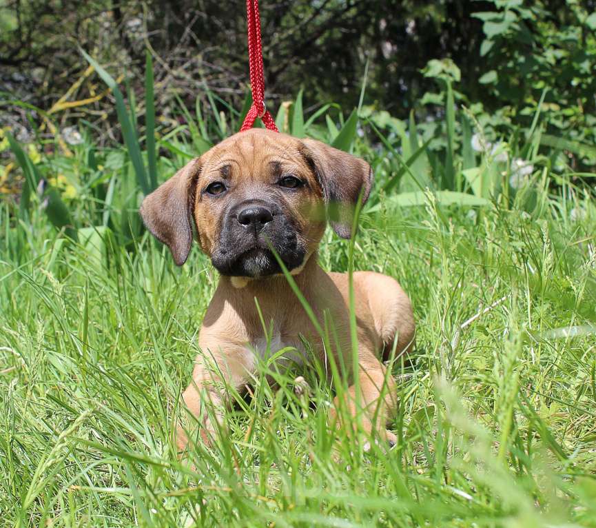 Собаки в Брянске: Предлагаются щенки Кане Корсо Мальчик, 50 000 руб. - фото 7