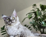 Кошки в Липецке: Мейн-кун Мальчик, Бесплатно - фото 1