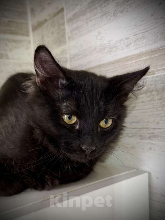 Кошки в других городах Московской области: Мейн кун без хвоста - эксклюзивный гибрид! Мальчик, Бесплатно - фото 4