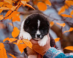 Собаки в Москве: Шикарные малыши американской акиты Девочка, 150 000 руб. - фото 5