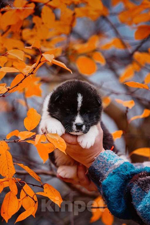 Собаки в Москве: Шикарные малыши американской акиты Девочка, 150 000 руб. - фото 5