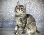 Кошки в других городах Московской области: Neva of Rufus Vallis Девочка, 45 000 руб. - фото 2