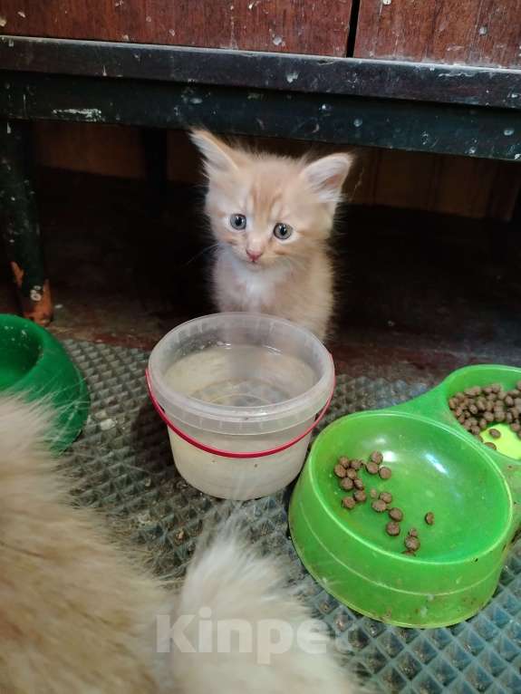 Кошки в других городах Ленинградской области: Рыжый котёнок Мальчик, Бесплатно - фото 2