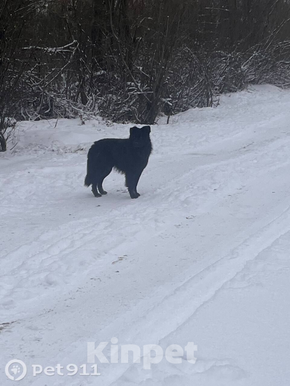 Собаки в других городах Владимирской области: Добрый пес  Мальчик, Бесплатно - фото 2