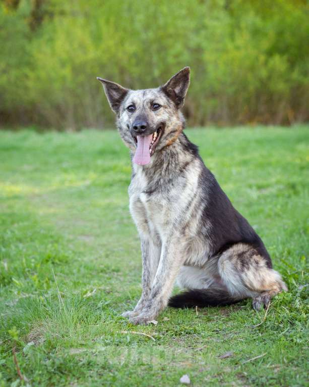 Собаки в Москве: Тигровый мальчик в добрые руки Мальчик, Бесплатно - фото 6