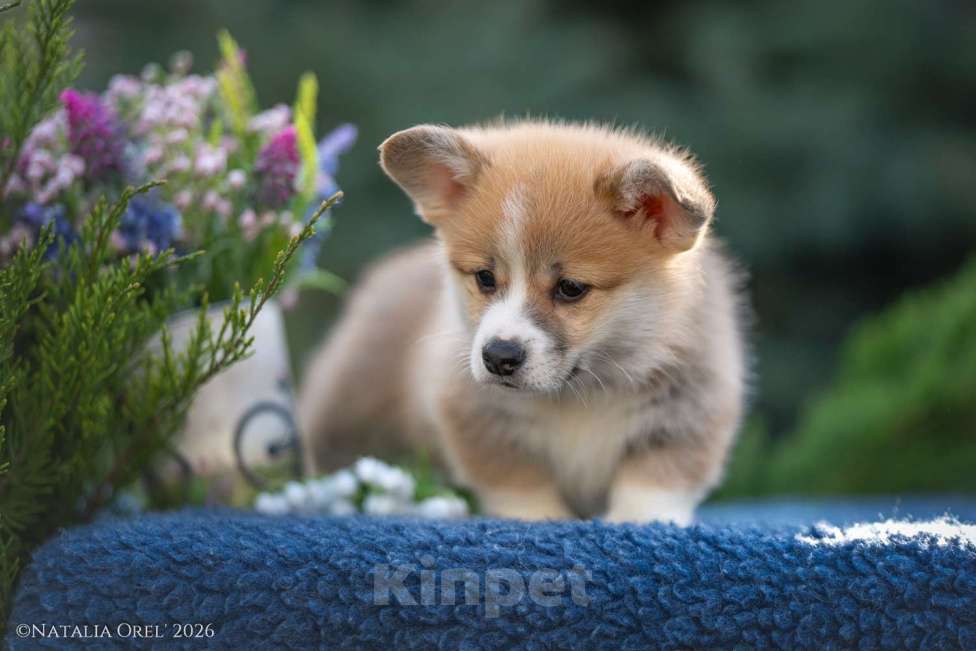 Собаки в Краснодаре: Вельш корги пемброк щенок Мальчик, 50 000 руб. - фото 5