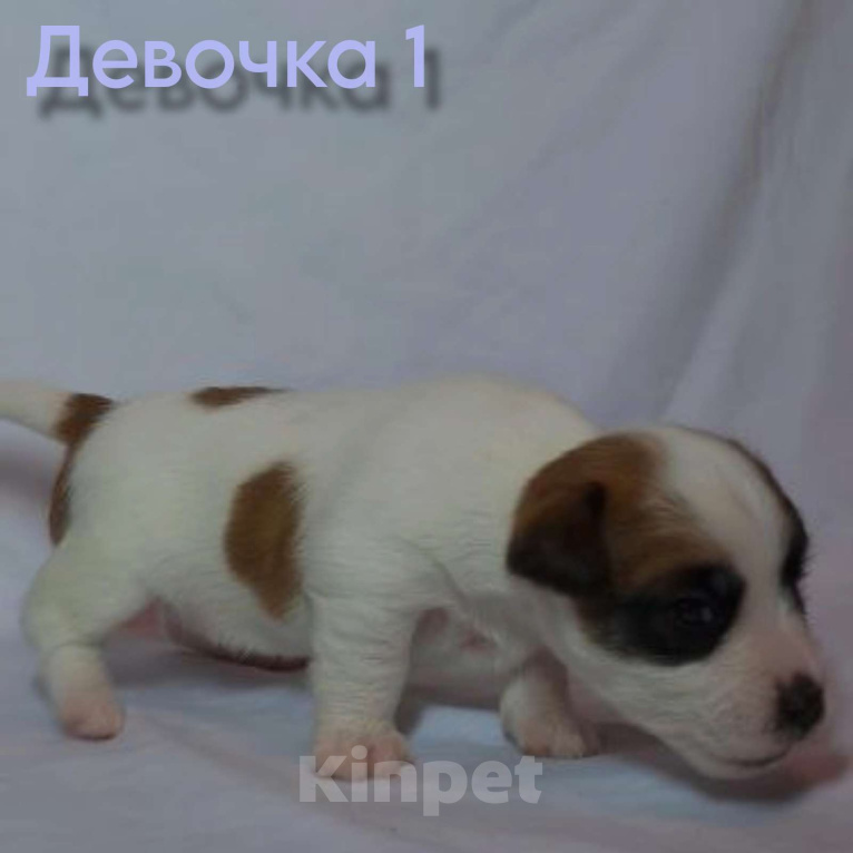Собаки в Новосибирске: Бронирование щенков Джек-рассел-терьер  Девочка, Бесплатно - фото 1