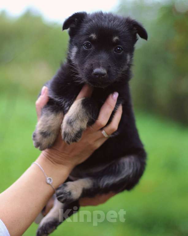 Собаки в Москве: Щенки - девочки ищут дом! Девочка, Бесплатно - фото 8