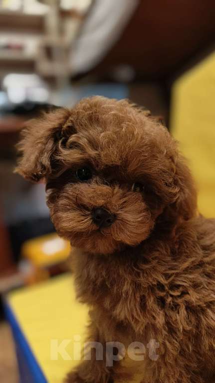 Собаки в Санкт-Петербурге: Тедди тикап пудель Мальчик, 210 000 руб. - фото 2