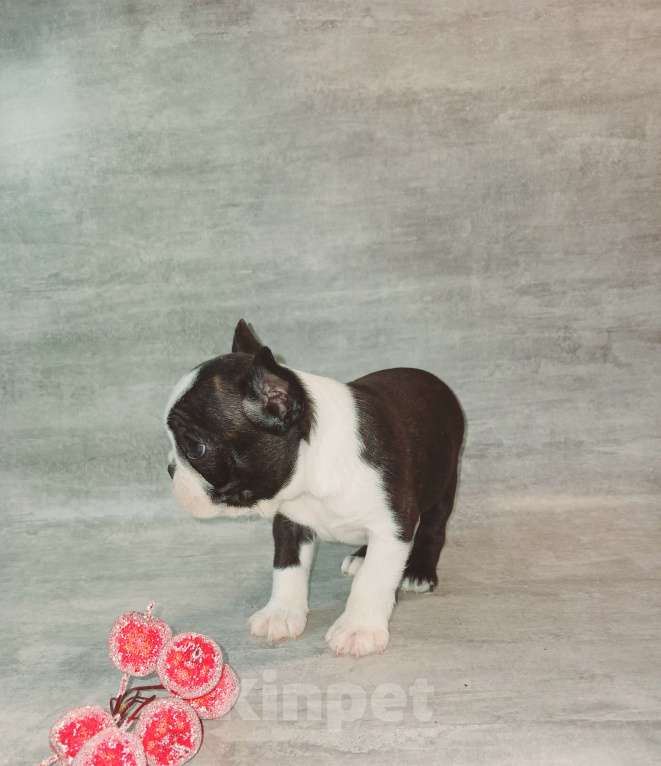 Собаки в Санкт-Петербурге: Бостон терьер,сука Девочка, 80 000 руб. - фото 2