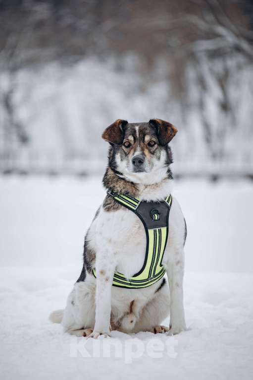 Собаки в других городах Московской области: Сладкий пирожок заждался свою семью Мальчик, Бесплатно - фото 3