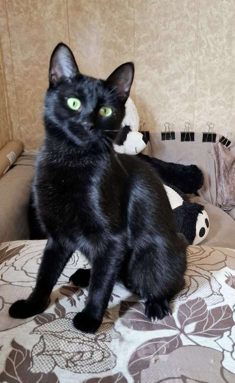 Кошки в Калуге: Кошка в добрые руки  Девочка, Бесплатно - фото 6