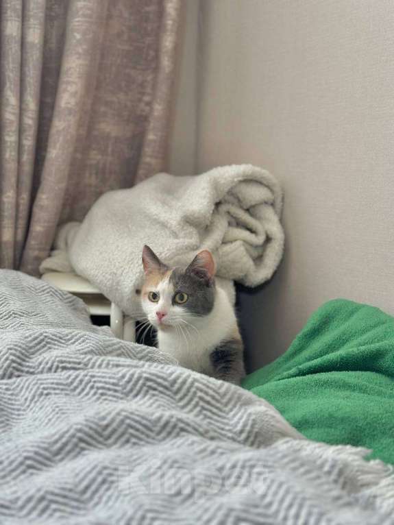 Кошки в Москве: Смешная кошечка Рикса ищет дом Девочка, Бесплатно - фото 2